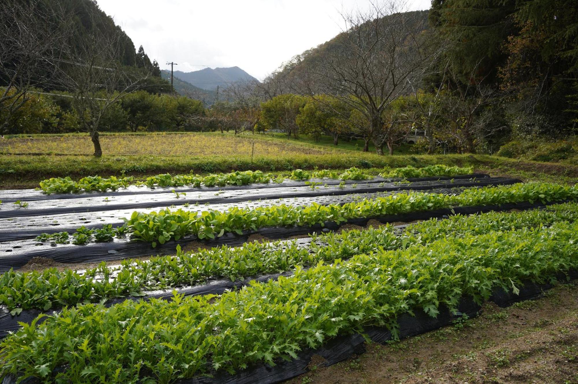 Satoyama Hotel Kanenone Tamba Maibara Esterno foto