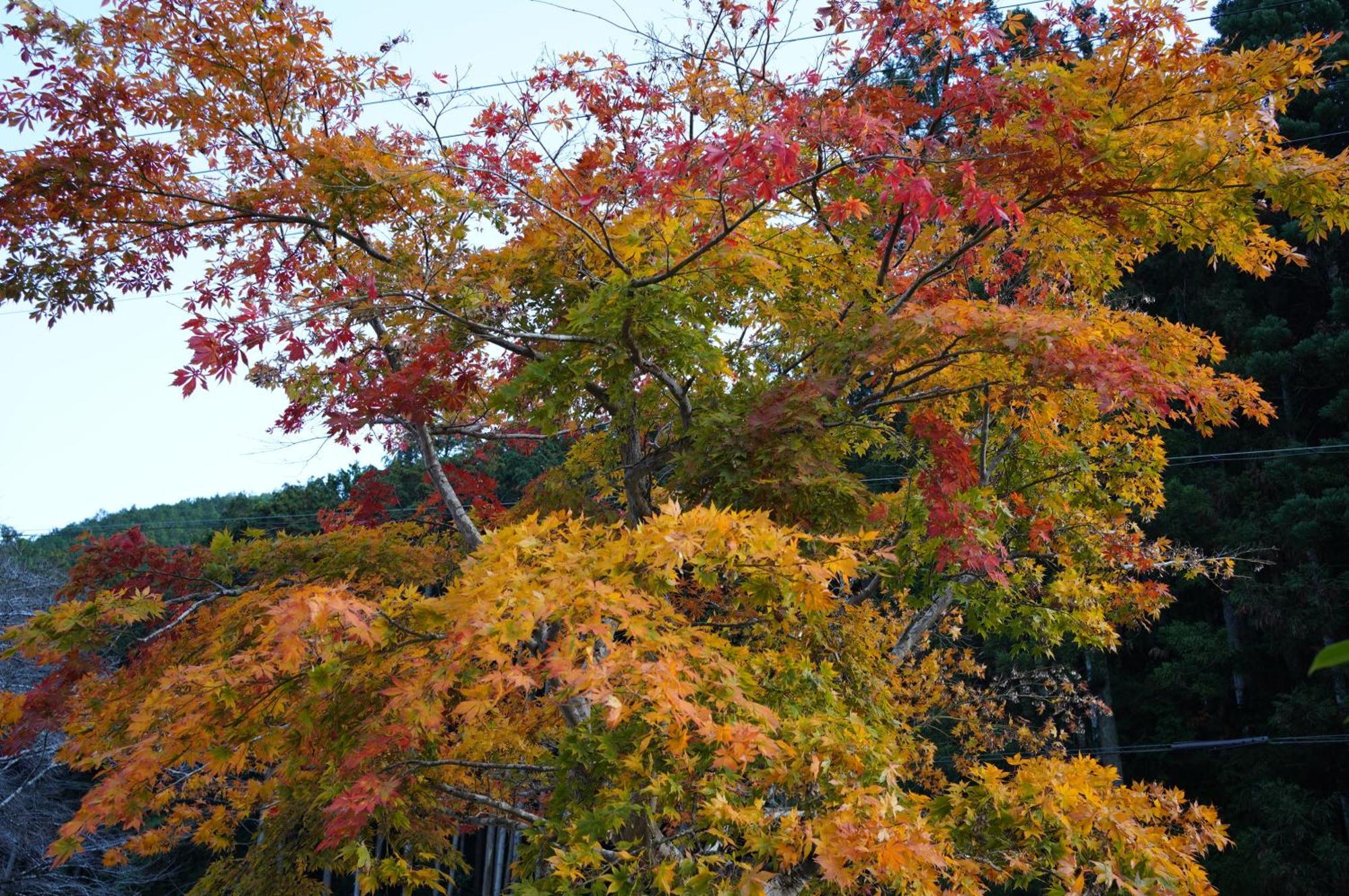 Satoyama Hotel Kanenone Tamba Maibara Esterno foto